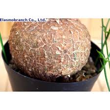 Image result for Cyclantheropsis parviflora