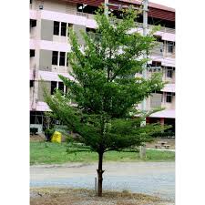 Image result for Terminalia mantaly