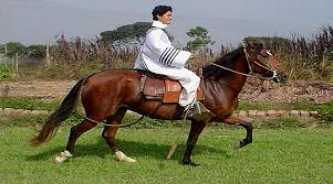 Riding is a sport, and the more fit you are, the easier it will be. Horseback Riding Tours In Nasca Nazca Horse Tours Horse Riding Tour In Nasca Valley Ride The Peruvian Paso Horse Riding Tours In Nazca Equestrain Tours Near Of