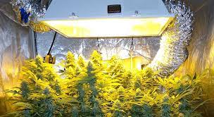 5+ best hid grow lights for growing weed. Best Hid Grow Lights For Cannabis Top 6 Picks Drcannabis