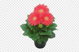 High quality silk flower type: Transvaal Daisy Flowerpot Cut Flowers Floral Design Coral Pink Gerbera Flower Arranging Artificial Flower Color Png Pngwing