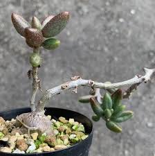 Image result for Euphorbia stenocaulis