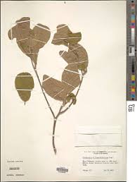 Image result for Terminalia kilimandscharica