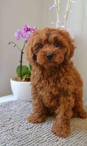 Chocolate Cavoodle Puppies For Sale Charlieoodles Cavoodles And Spoodles Cute Baby Puppies Cockapoo Puppies Cute Baby Dogs
