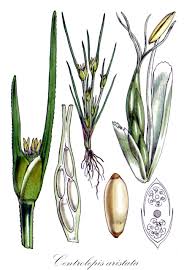 Image result for Restionaceae