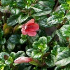 Image result for Barleria