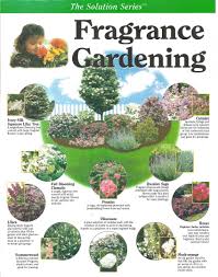 Pin By Susanne Laningham On Garden Ideas Japanese Lilac Tree Lilac Tree Fragrant Garden