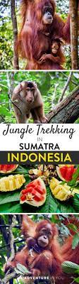 Trekking In Indonesia Planning To Head To Sumatra Read Up On Our Experience Trekking With Wild Orangutans Indonesia Asia Travel Sumatra