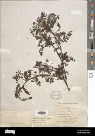 Image result for Indigofera arrecta