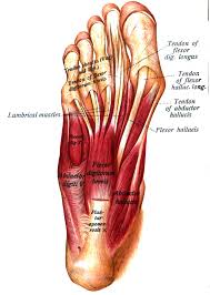Since both free nerve endings and encapsulated sensory ends are present in ligaments, especially in another condition that can affect ligaments is enthesitis, which is the inflammatory process within the entheses (the places where the tendons and. Abductor Hallucis Muscle Wikipedia