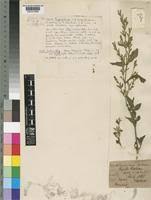 Image result for Hypoestes forskaolii