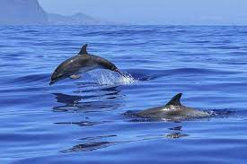 Besttravelbook On Twitter Dolphins Dolphin Facts Marine Animals