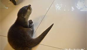 The newest resident of chicago's shedd aquarium is an orphaned southern sea otter pup. Rescued Baby Otter Could Not Be More Excited For Mealtime The Dodo