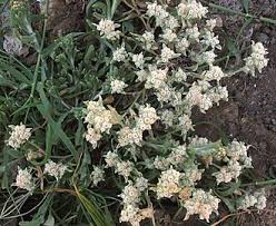 Image result for Gnaphalium austroafricanum