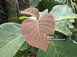 Image result for Tectona