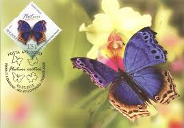 The Scallop Butterfly Salamis Temora Butterfly Nymph Animals