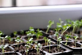 Gartenarbeit Im Februar Ihre Monatliche Ubersicht In 2020 Gartenarbeit Im Februar Gartenarbeit Gartentipps