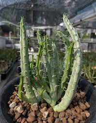 Image result for Tridentea marientalensis