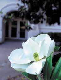 Magnolia State Flower New Orleans Louisiana Culture New Orleans Louisiana New Orleans French Quarter