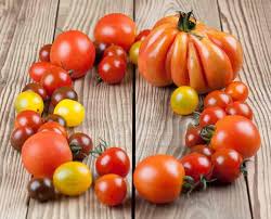 12 Steps To High Yield Tomatoes 50 80 Lbs Per Plant