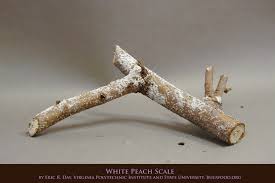 Image result for Acacia pentagona