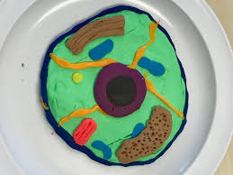 3d model of an animal cell made for wikimedia in the ucac2 project. Cell Biology And Genetics The Mcguffey Montessori School