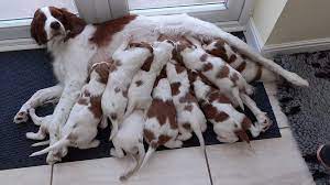 To keep up to date with the latest information on turnaround times for applications, please visit thekennelclub.org.uk/faqs. Leicestershire Litter Boosts Most Vulnerable Dog Breed Bbc News