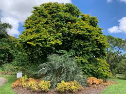 Image result for Buchnerodendron