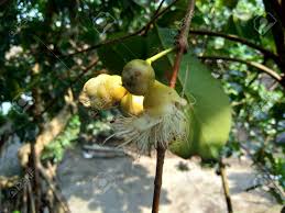 Make sure this fits by entering your model number. Yzygium Aqueum Watery Rose Apple Water Apple Bell Fruit Flower With Natural Background The Fruit Has A Very Mild And Slightly Sweet Taste Similar To Apples And A Crisp Watery Texture Stock