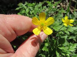 Image result for Ranunculus hispidus