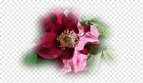 See more ideas about beautiful flowers, flowers, pretty flowers. Cut Flowers Petal Flower Flower 2017 Rose Family Png Pngwing