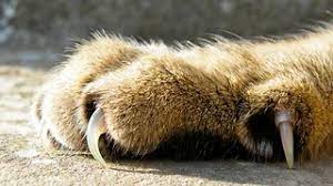 8 Fun Facts About Cats Claws Life With Cerebellar Hypoplasia Cats