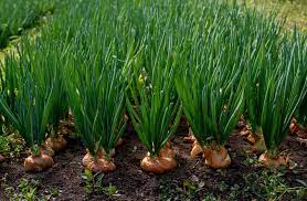 We did not find results for: Do Onions Grow Underground Top Tips Facts