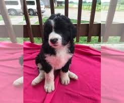 Problems such as house training, jumping, destructive chewing, bolting through doors. Puppies For Sale Near Bowling Green Kentucky Usa Page 1 10 Per Page Puppyfinder Com