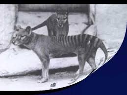 Tasmanian Tiger Ultra Rare Old Footage No Animal Sound Youtube Hayvanlar Dinozorlar Ve Tarih Oncesi