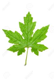 Image result for Momordica charantia