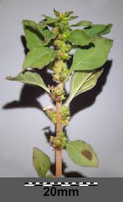 Image result for Amaranthus graecizans