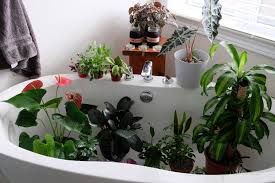 At this point, it's too late. How Often Should You Water Houseplants Smart Garden Guide