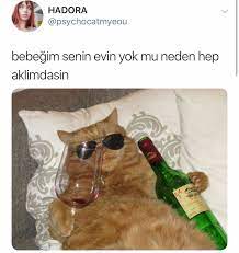 kediler de icer komik seyler komik cikartma
