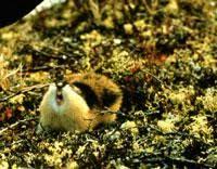 Their hair is shown with a bowl cut that is a bit messy. Why Cycling Lemmings Crash Nature