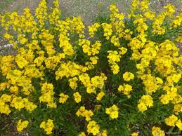 Maybe you would like to learn more about one of these? Photos Goldlack Cloth Of Gold Pflanze Garten De Com