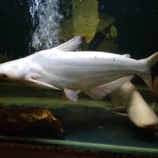 Kepuasan abang ni dapat ikan air tawar temoleh 30kg saiz. Ikan Temoleh Harga