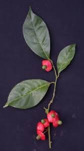 Image result for Heisteria