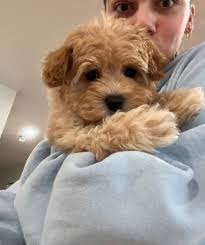 Big thanks to Anna Hansfield for bringing joy to my life with my adorable  Maltipoo sweetheart! 🐾❤️ Anna's dedication and love for her puppies shine  through, and I'm so grateful for the