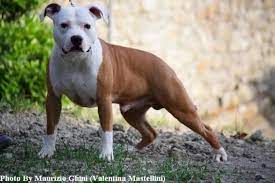 amstaff pitbull terrier terrier animals