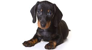 Socializing your black and tan virginia coonhound puppies would help them in establishing a good rapport with different kinds of people irrespective of their physical traits, as well as understanding what is a threat to them and their family and what is not. Black Dachshund Your Guide To A Perfect Puppy