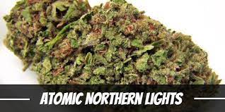 Atomic Northern Lights Strain Review Origin Effects Yield More