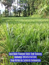 Bunga rumput grinting / rumput grinting latarbelakang rumput grinting ( cynodondactylon ) adalah jenis rumput yang memiliki kemampuan agak berlebihan. Jenis Rumput Pakan Ternak Yang Dapat Ditemukan Di Indonesia Budidaya Rumput Gajah Odot Ud Rumput Odot Nusantara