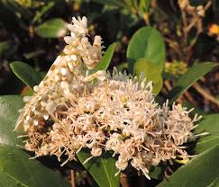 Image result for Coptosperma supra-axillare