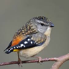 Names Birds That Start With B Featuring Standout Bird Pics On Instagram Spotted Pardalote By Ambikangela Your Best Birds Bestbirdshots B In 2020 Bird Pictures Australian Native Birds Bird
